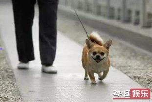 娱乐吃瓜养狗视频下载,娱乐与争议并存