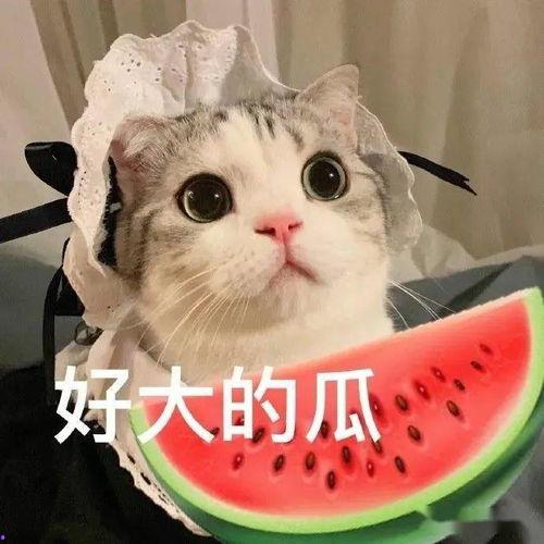 喵星娱乐吃瓜群众是谁啊,揭秘“吃瓜群众”的趣味生活
