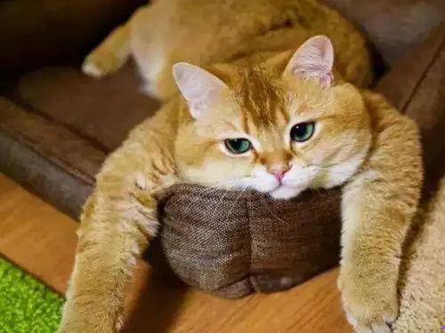 娱乐吃瓜酱橘猫,从公司萌宠到谷爱凌的“猫生赢家”
