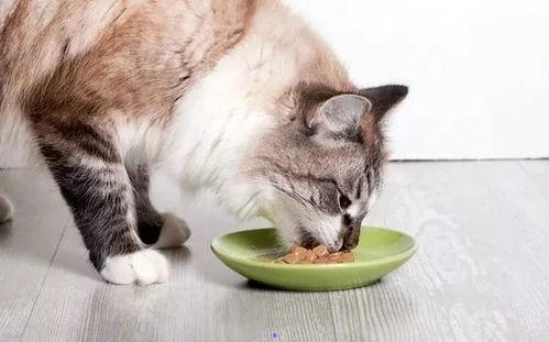娱乐吃瓜酱猫咪视频大全,娱乐吃瓜酱猫咪视频大全，带你领略萌宠魅力