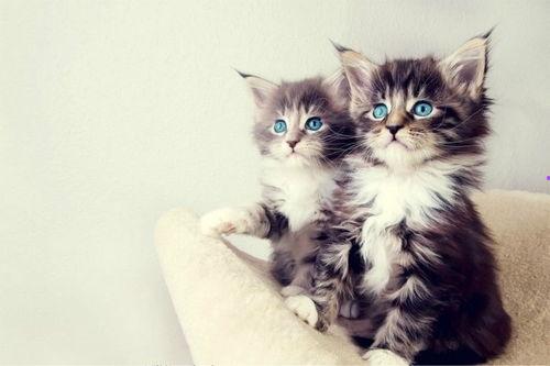 娱乐吃瓜小猫咪视频大全,盘点全网最火的吃瓜小猫咪视频合集