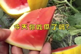 娱乐吃瓜起什么名字,揭秘明星幕后吃瓜大揭秘