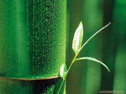 娱乐吃瓜酱竹子,娱乐吃瓜酱的幕后故事