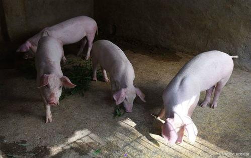 吃瓜猪娱乐视频怀孕,揭秘明星怀孕幕后故事